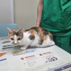 영종구 기타(삼색) 한국 고양이 암컷