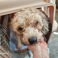 제물포구 갈색 푸들 수컷