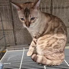 미추홀구 기타(스노우벵갈) 벵갈 암컷
