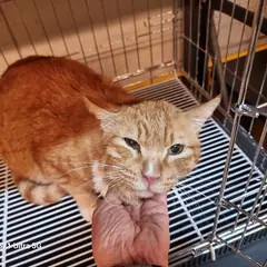 미추홀구 기타(치즈테비) 한국 고양이 수컷