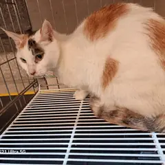 미추홀구 검은색흰색황토색조합 한국 고양이 암컷