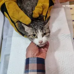 미추홀구 평행·전체·부분줄무늬 한국 고양이 암컷