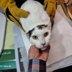 미추홀구 검은색흰색황토색조합 한국 고양이 암컷