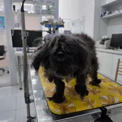 남동구 검정색 푸들 암컷