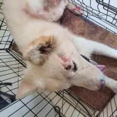 남동구 흰색 믹스견 수컷