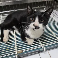 남동구 흰색/검은색 얼룩무늬 한국 고양이 수컷