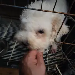 남동구 흰색 말티즈 수컷