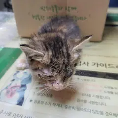 남동구 기타(흰색) 믹스묘 성별 미상