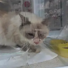 남동구 기타(흰색,회색) 레그돌 암컷