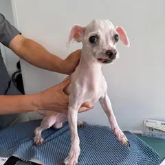 남동구 흰색 말티즈 수컷