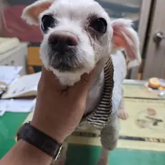 남동구 흰색 말티즈 수컷