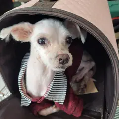 남동구 흰색 말티즈 수컷