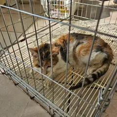 남동구 기타(삼색) 믹스묘 암컷