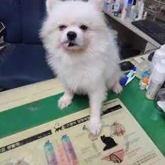 남동구 흰색 포메라니안 수컷