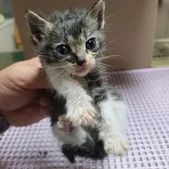 남동구 기타(삼색) 믹스묘 수컷
