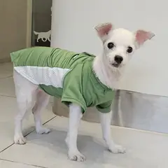 부평구 기타(흰+검얼룩) 믹스견 암컷