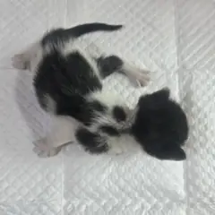 부평구 흰색/검은색 얼룩무늬 한국 고양이 성별 미상