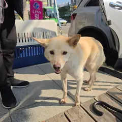 부평구 크림색 믹스견 수컷