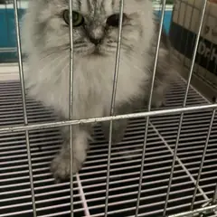 부평구 기타(회색) 페르시안 암컷