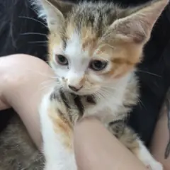 부평구 검은색흰색황토색조합 한국 고양이 성별 미상