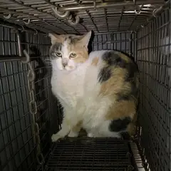 부평구 검은색흰색황토색조합 한국 고양이 암컷