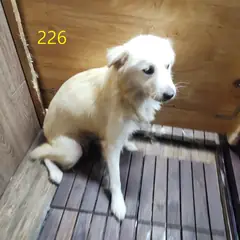 계양구 기타(연갈색) 믹스견 암컷