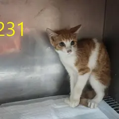 계양구 레몬색&흰색 한국 고양이 수컷