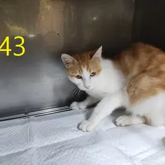 계양구 레몬색&흰색 한국 고양이 암컷