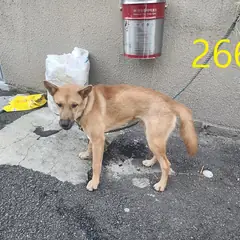 계양구 갈색 믹스견 수컷