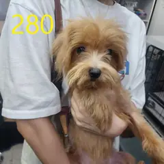 계양구 갈색 믹스견 암컷