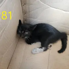 계양구 검정색 한국 고양이 암컷