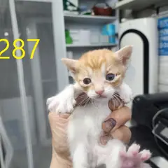 계양구 레몬색&흰색 한국 고양이 수컷
