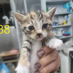 계양구 검은색흰색황토색조합 한국 고양이 암컷