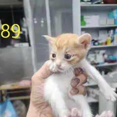 계양구 레몬색&흰색 한국 고양이 수컷