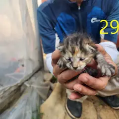 계양구 기타(갈검색) 한국 고양이 암컷
