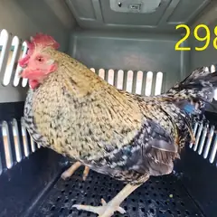 계양구 기타(갈검색) 기타축종 암컷