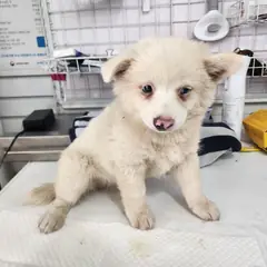 계양구 흰색 믹스견 수컷