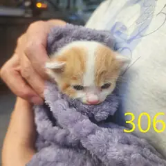 계양구 레몬색&흰색 한국 고양이 암컷