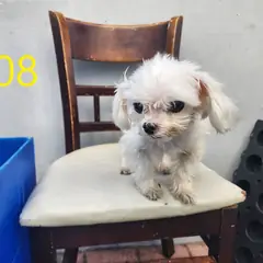계양구 흰색 말티즈 수컷