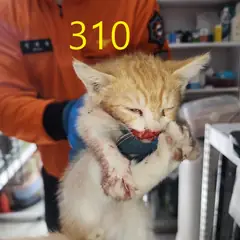계양구 레몬색&흰색 한국 고양이 수컷