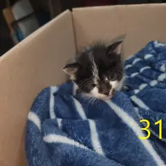 계양구 흰색/검은색 얼룩무늬 한국 고양이 수컷