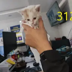 계양구 레몬색&흰색 한국 고양이 수컷