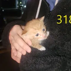 계양구 기타(치즈색) 한국 고양이 수컷