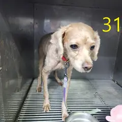 계양구 크림색 푸들 암컷