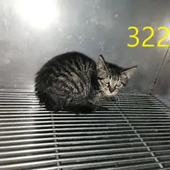 계양구 기타(갈검색) 한국 고양이 암컷