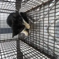 검단구 흰색/검은색 얼룩무늬 한국 고양이 수컷