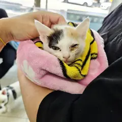 서해구 기타(삼색) 한국 고양이 암컷
