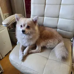 검단구 크림색 포메라니안 성별 미상