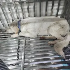 검단구 흰색 믹스견 암컷