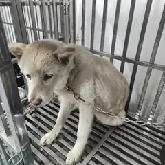검단구 흰색 믹스견 수컷